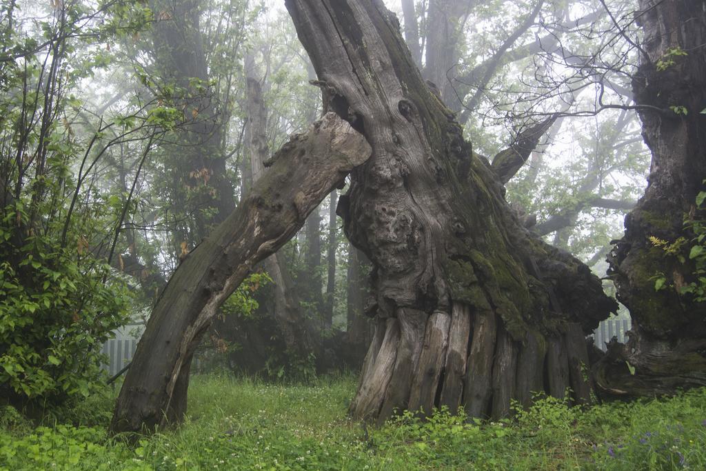 Sotto Il Vulcano นีโกโลซี ภายนอก รูปภาพ